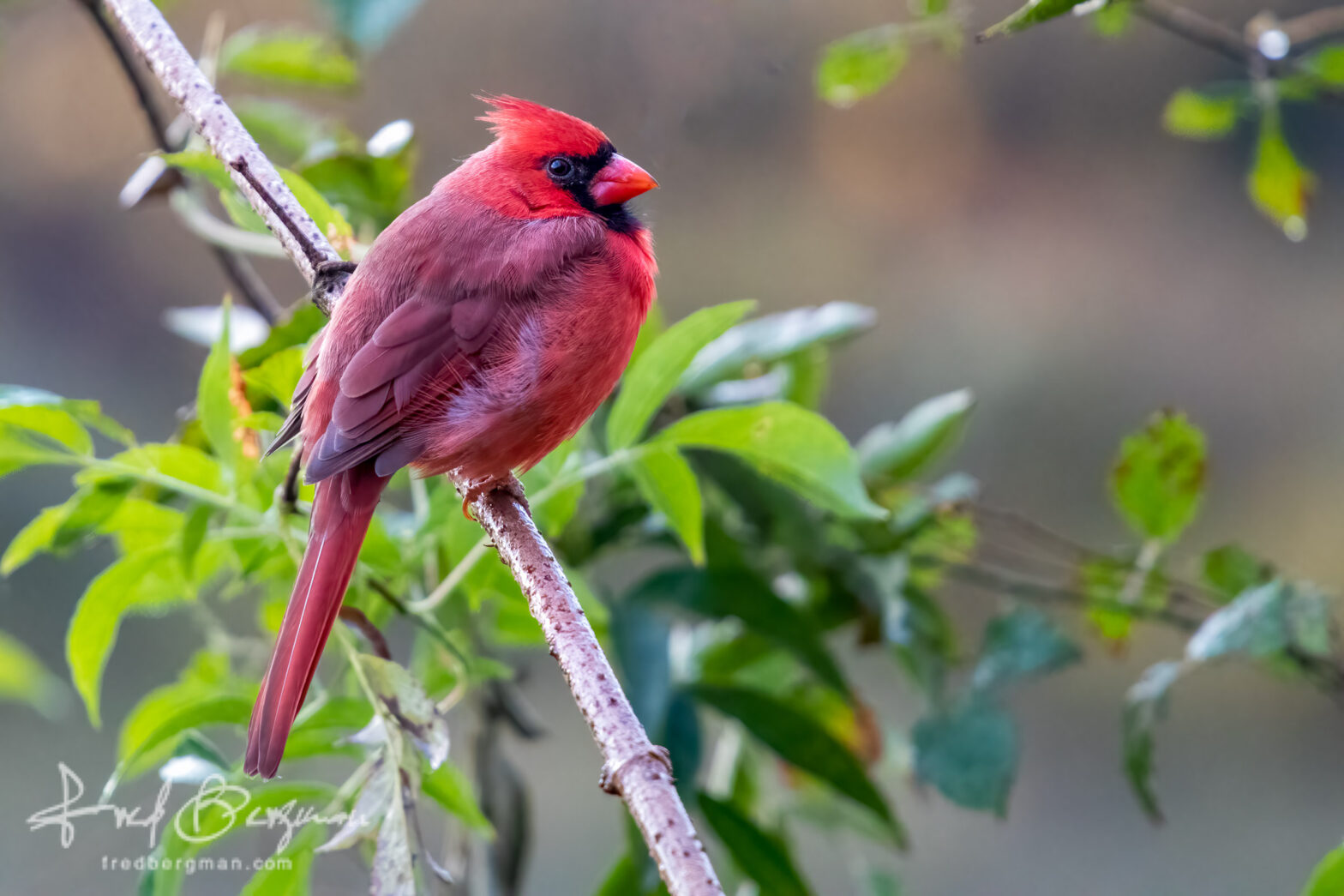 Cardinal Posing