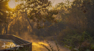 Chattahoochee fog at sunrise