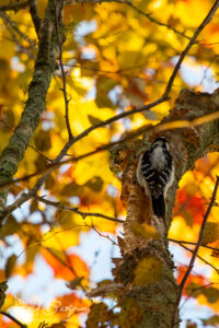 Fall Woodpecker