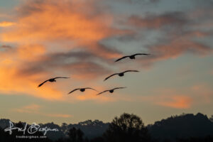 Geese in formation