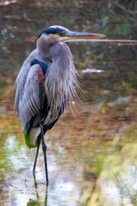 Heron Portrait