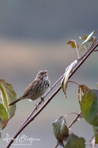 Song Sparrow Singing