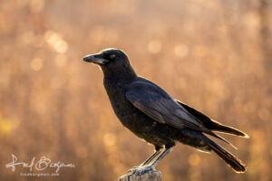 Backlit Crow Early Morning