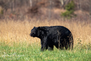 Black Bear Walkabout