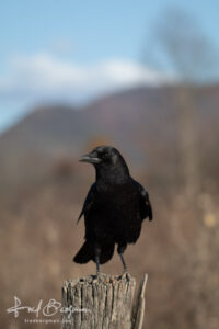 Crow On A Perch