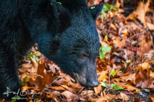 Black Bear