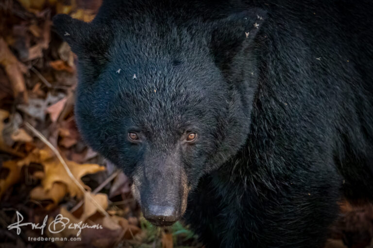 Black Bear Eyes