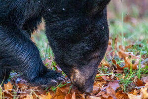 Black Bear Rooting