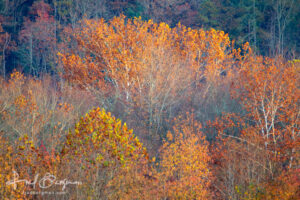 Cades Cove Colors