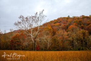 Cades Cove Fall Colors