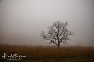 Cades Cove Lone Tree In Fog