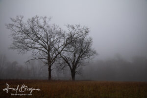 Cades Cove Morning Fog