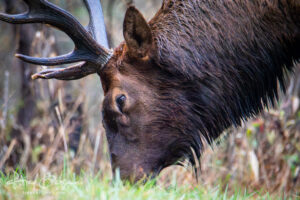 Elk Close-up