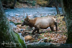 Elk Crossing Stream