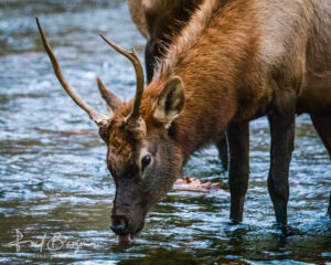 Elk Drinking Water