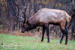 Elk Grazing