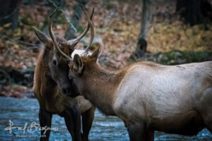 Elk Morning Nuzzle