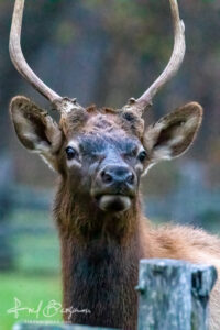 Elk Portrait