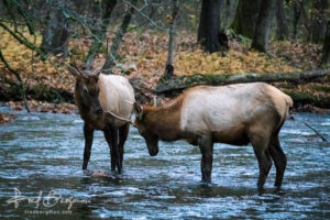 Elk Squaring Off