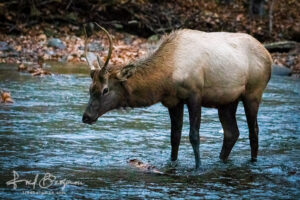 Elk Watering Hole